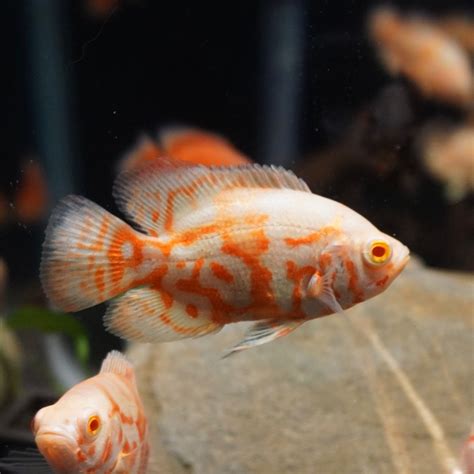 血紅豬魚|世界魚類圖鑑: 紅豬魚(Astronotus ocellatus)